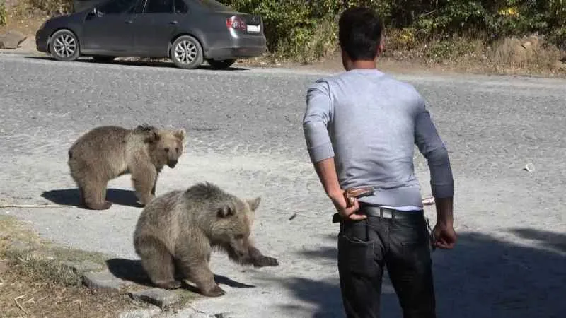 Bitlis’te ayılar kovaladı, vatandaşlar kaçtı