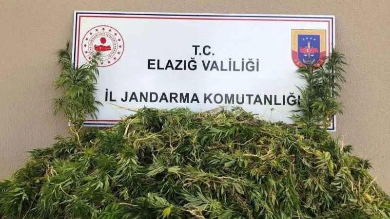 Elazığda 2 bin 208 kök kenevir ele geçirildi