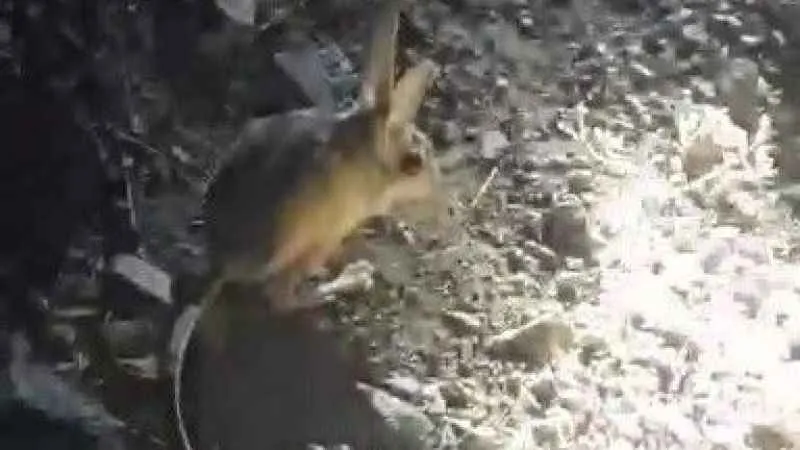 Vatandaşların ‘Arap tavşanı’ ile imtihanı