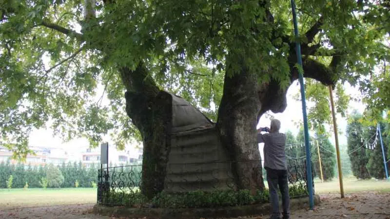 Bu ağaç 929 yaşında