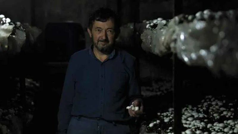 1200 rakımda günde 200 kilogram mantar üretiyor