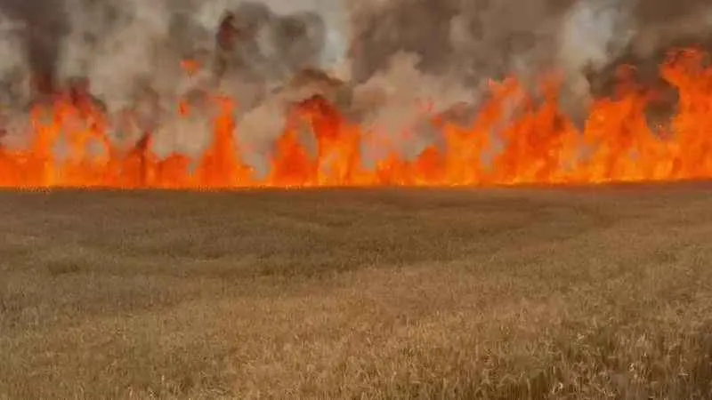 Sivas'ta 3 bin dönümlük buğday tarlası kül oldu