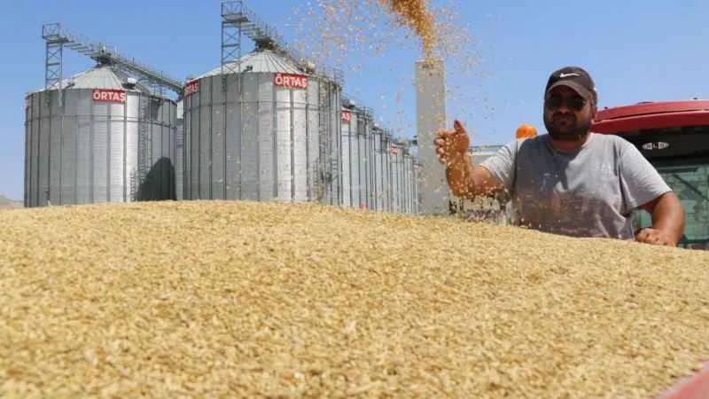 Türkiye’nin buğday ambarında yeni bir rekor bekleniyor