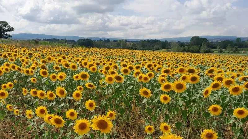 Bilecik'te ayçiçeklerin görsel şöleni