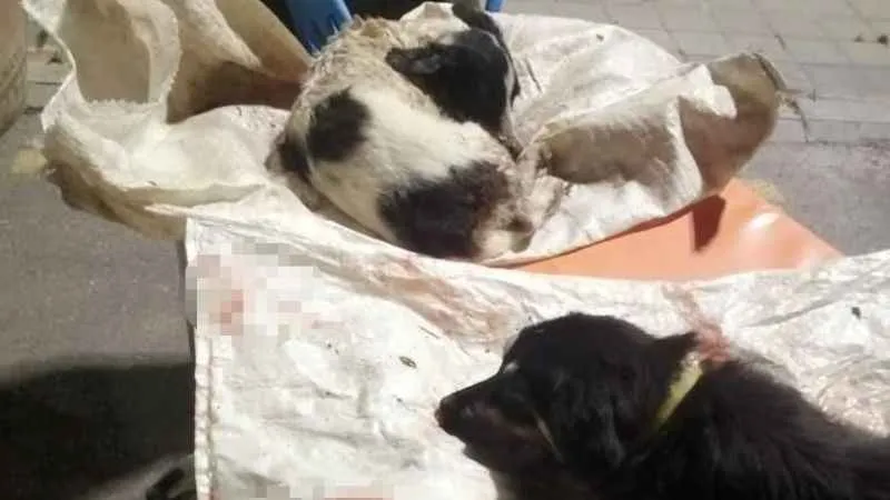 Köpeklerin çuvala konup atıldığı iddiası