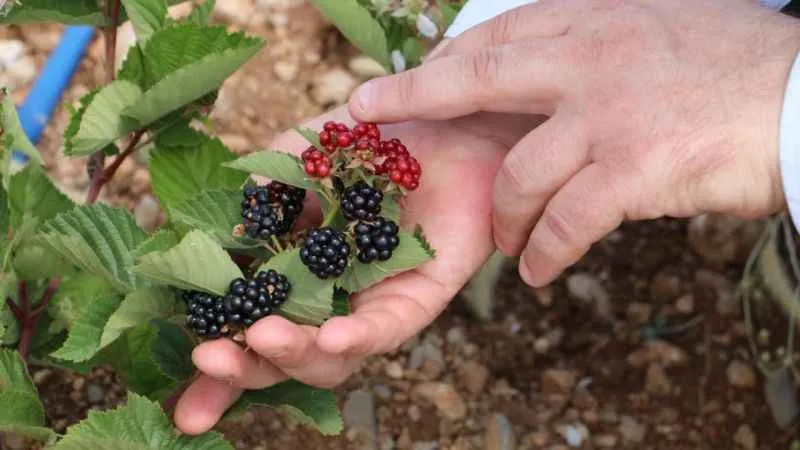 Erzincan’da atıl araziler tarıma kazandırılıyor