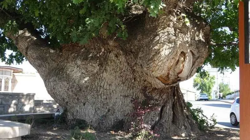 Kanlı Moğol baskınının şahidi 700 yıllık ağaç