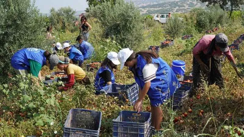 Gönüllü gençler domates tarlasında hasat yaptı