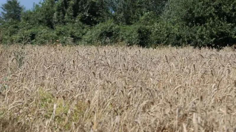 Bu buğdayın faydaları saymakla bitmiyor