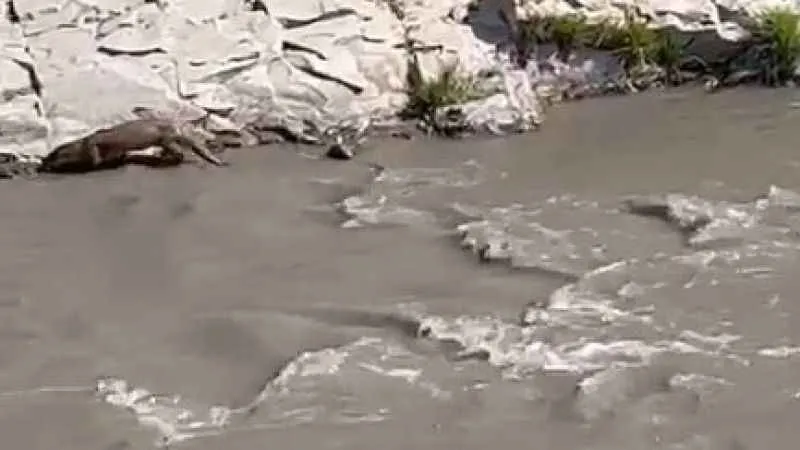 Şırnak'ta su samuru görüntülendi