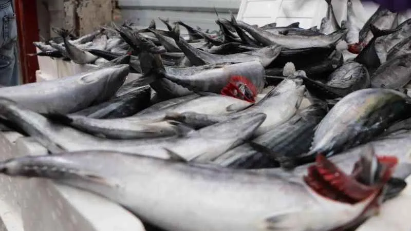 Karadeniz’de bu yıl palamut yok, hamsi var