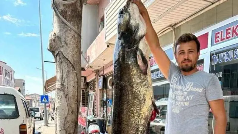 Tekirdağ'da 2 metrelik dev yayın balığı yakalandı