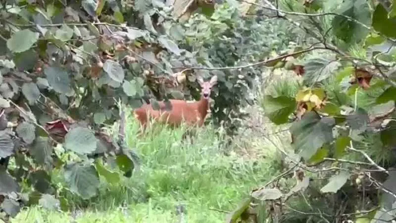 Fındık bahçesini temizlerken karaca ile karşılaştı