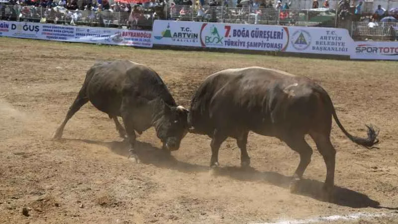 Boğalar Türkiye şampiyonluğu için kapıştı