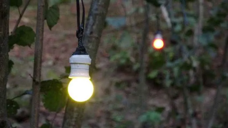 Fındıklara dadanan domuzlara Karadenizli çözümü