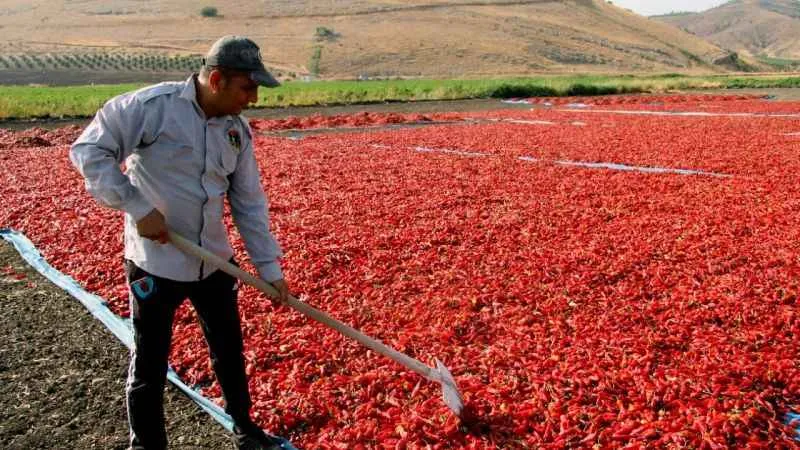 En acı hasat başladı