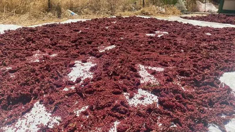 Girişimci kadın tescilli sumak ekşisi üretiyor