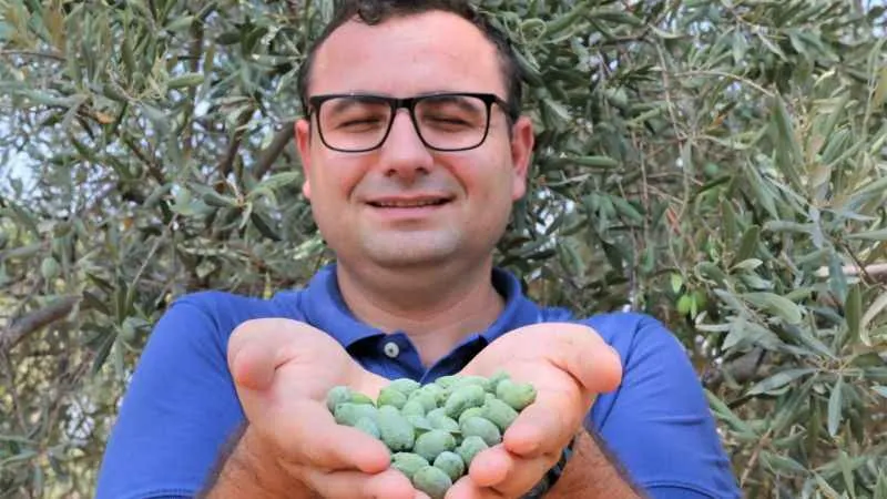 Çöl sıcakları zeytin üretimini vurdu, yüzde 50 kayıp bekleniyor