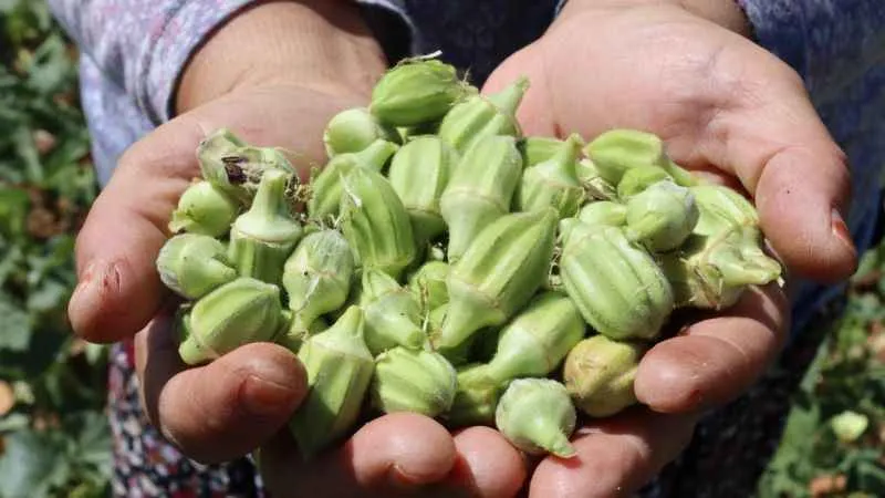 'Yeşil altın'da hasat sürüyor