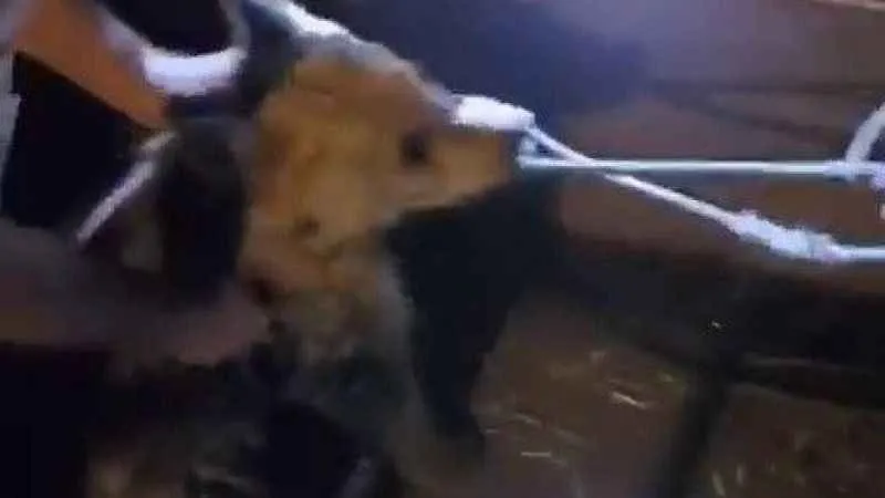 Ayı yavrusu köye indi