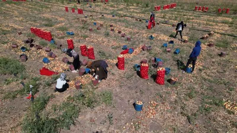 Soğanın başkenti Polatlı’da yazlık sökümünde sona gelindi