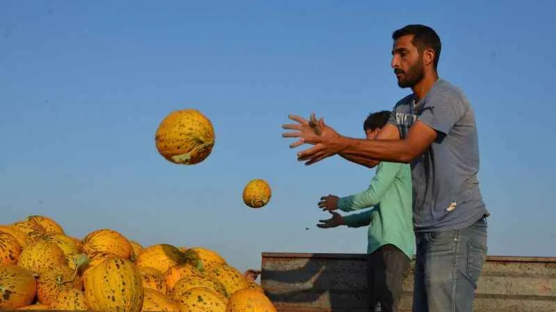 Kırkağaç kavununda ilk hasat