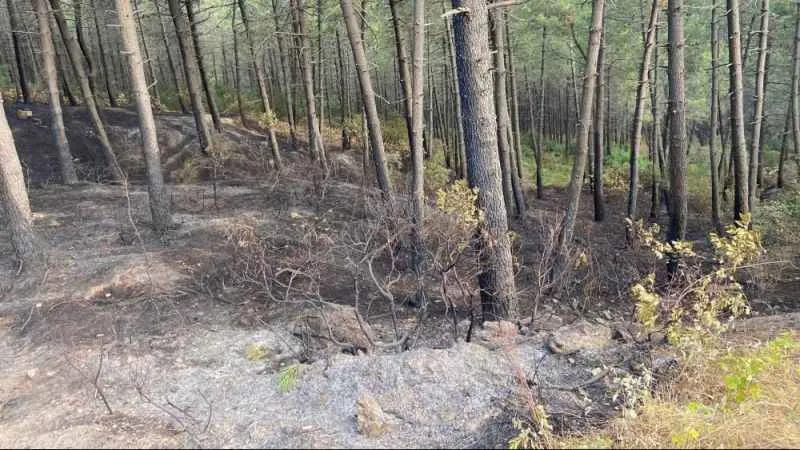 Maltepe’de çıkan orman yangınında hasarın boyutu gün ağarınca ortaya çıktı
