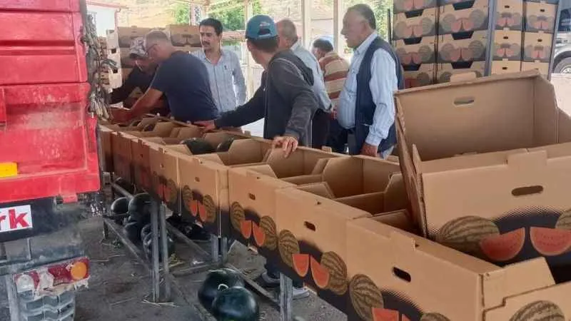 İhracatlık karpuzda hasat dönemi başladı