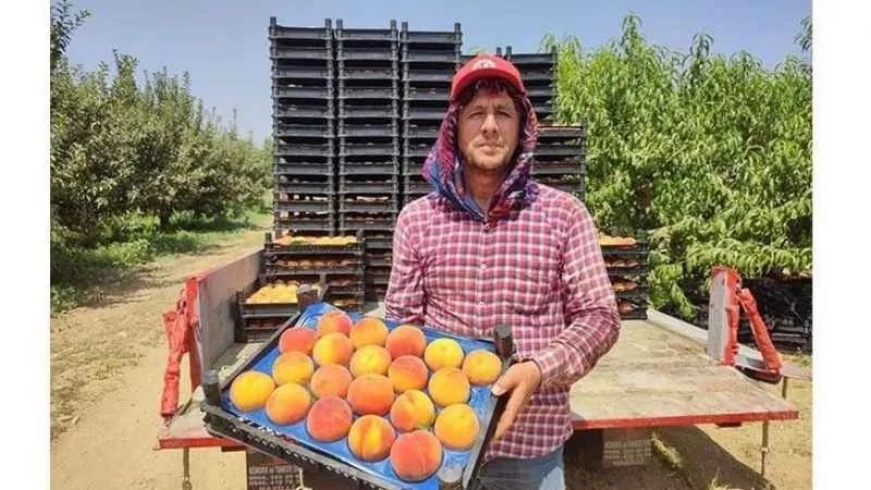 Talep artışı sonrası oluşan fiyatlar şeftali üreticisini memnun etti