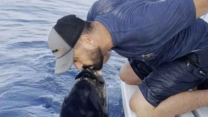 80 kilogramlık mavi orkinosa hayat öpücüğü