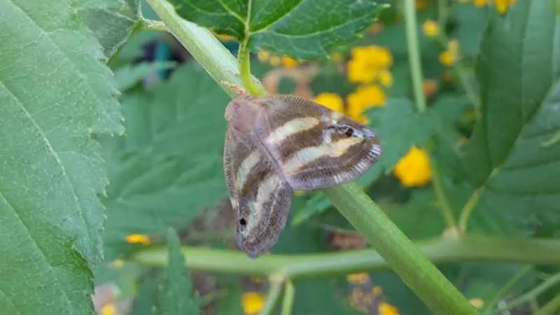Karadeniz'de Vampir Kelebek istilası
