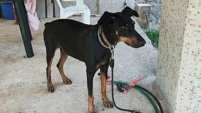 Tina'nın sır dolu tasması