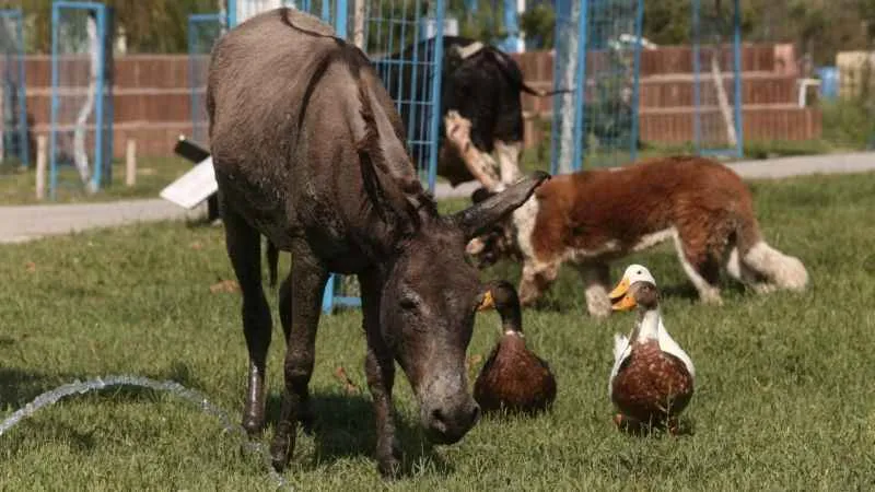 Çanakkale’deki yangında kurtarılan eşek emekliliğe ayrıldı