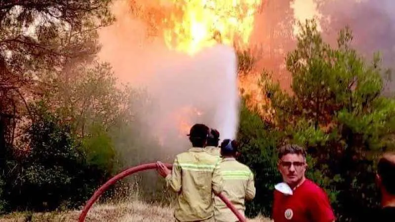 Bursa’da orman yangını arıları telef etti, ekipler alevlere böyle müdahale etti