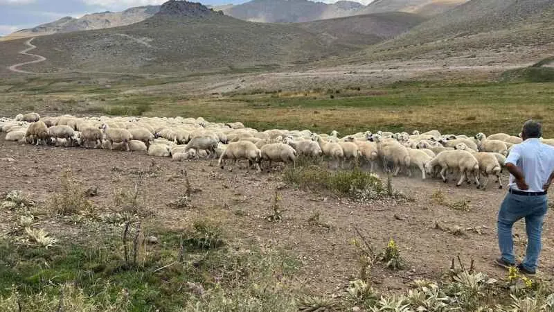 Malatya'da 25 bin TL’ye çoban bulunamıyor