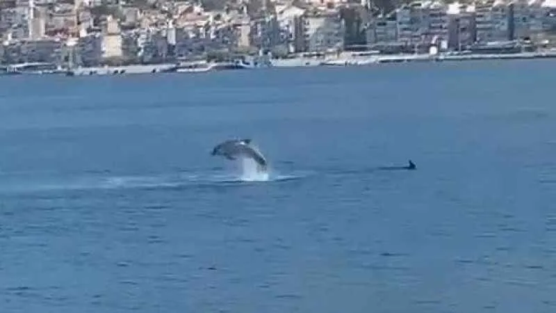 Gemlik Körfezi’nde yunusların şovu izleyenleri büyüledi
