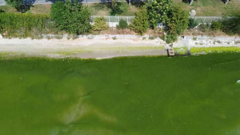 Kapatılan Florya Sahili'nde deniz yeşile büründü