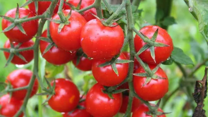 EİB’nin ihracatı ağustos ayında 1,5 milyar doları aştı