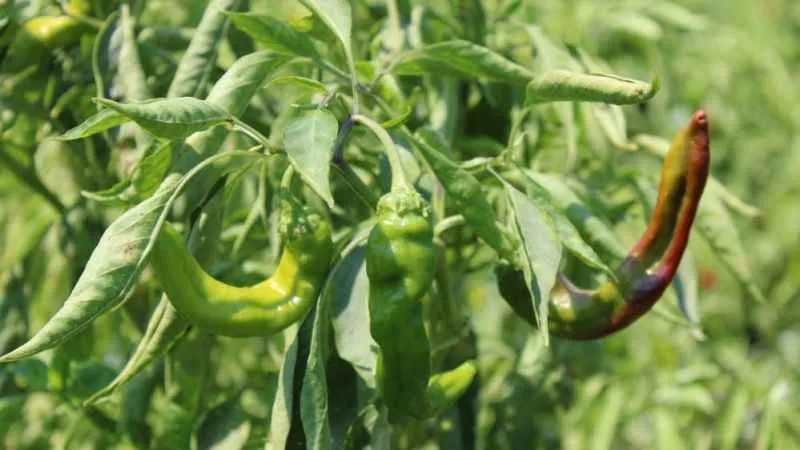 Biber, bu yıl altın yılını yaşıyor