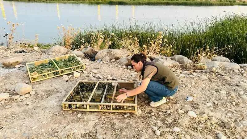 Irak'tan Şırnak’a yasa dışı yollarla getirilen bin 600 saka kuşu koruma altına alındı