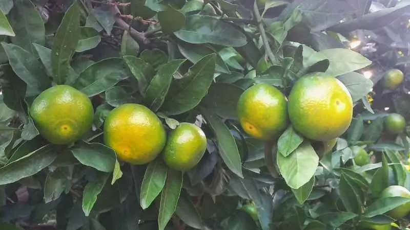 Hatay’da mandalina hasadı başladı