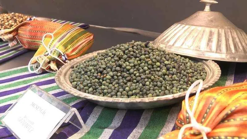 Fıstığın başkenti Gaziantep’te fıstığın tarihine yolculuk