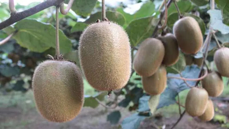 Ordu kivisinde rekolte düşüşü