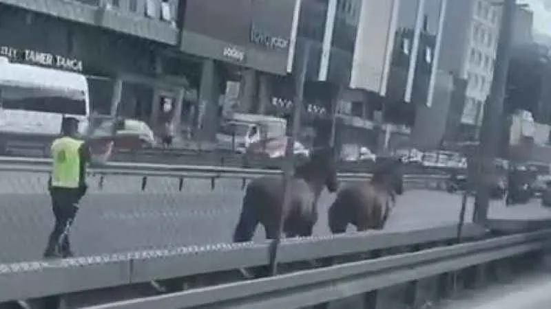 D-100 Karayolu’nda koşan başı boş atlar trafiği birbirine kattı