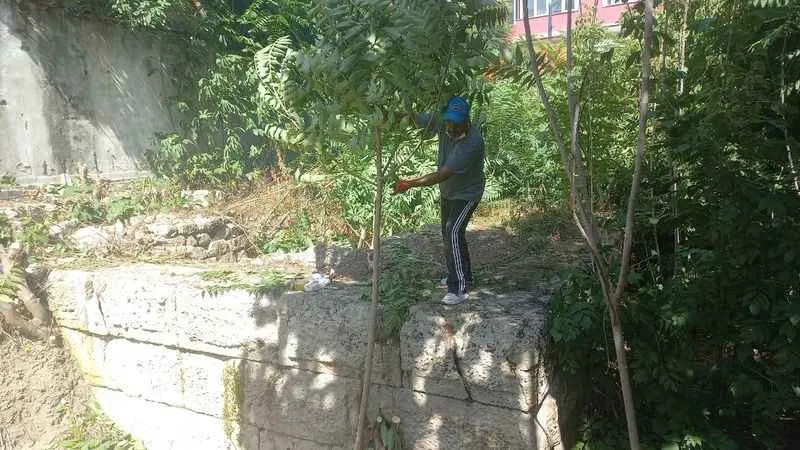 Tarihi Bizans surları otlardan temizleniyor