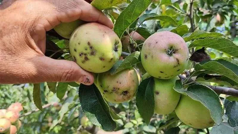 Elma üreticilerinin başı ‘kara leke’ ile dertte