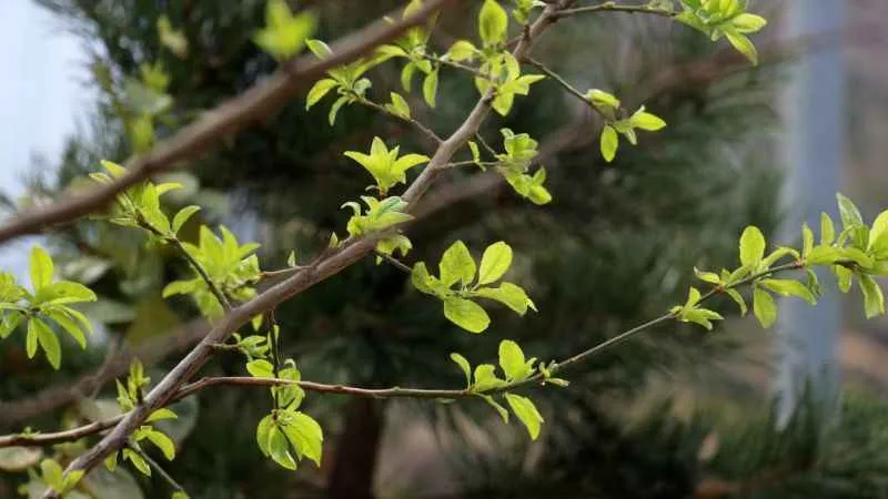 Gümüşhane’de Eylül ayının ortasında erik ağacı çiçek açtı
