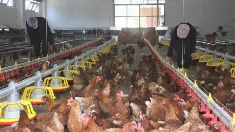 Tavuk eti üretimi yüzde 3,3 arttı