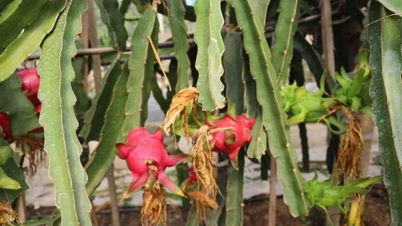 Tropikal meyve olan 'Ejder'in Bilecik'te ilk hasadı yapıldı