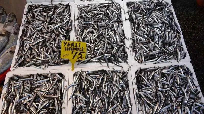 Hamsi sezonu erken başladı ancak ihracata yansımadı